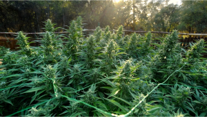 Wie man Cannabispflanzen im Freien unterstützt