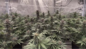 Lemon Cherry Cookies Auto Breeding Update