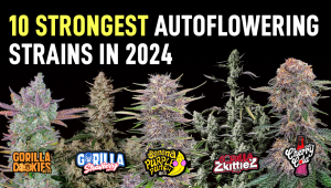 Top 10 der Stärksten Autoflowering Sorten 2024