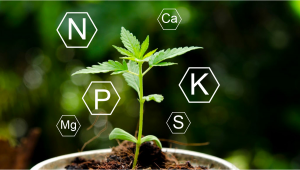 Cannabis-Versorgung: Was sind Makronährstoffe