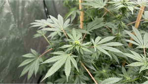 Z42: Proces complet de producție fotoperiodică