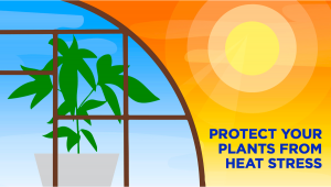 Come Proteggere Le Varietà Autofiorenti Dallo Stress Da Calore