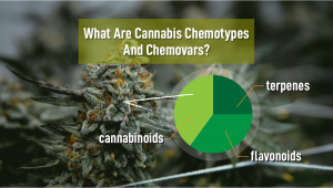 What Are Cannabis Chemotypes And Chemovars?