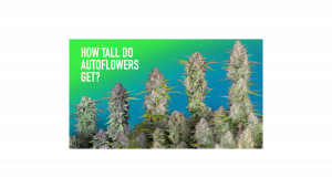 Quelle est la taille des autofloraisons?