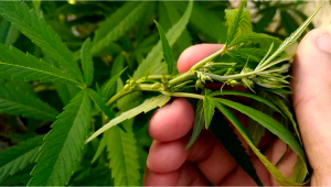 Comment déterminer le sexe de vos plantes de cannabis