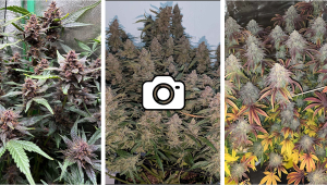 Ocak Ayı Discord Fotoğraf Yarışması Kazananları