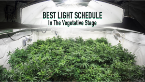 What is the light cycle for growing weed