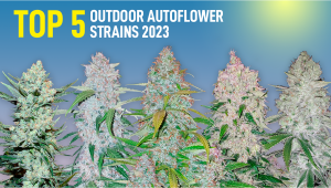 Die 5 besten Autoflower-Sorten für den Outdoor-Anbau