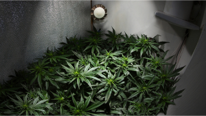 DIY Grow Room: Costruisci la tua stanza per la coltivazione della cannabis