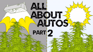 All About Autoflowers - Growth Factors