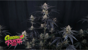 Guava Runtz Auto: Een Nieuw Tijdperk van Champions Line Genetica