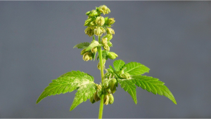 Cosè il Polline della Cannabis e Come Usarlo