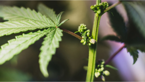 Quest-ce que le cannabis hermaphrodite?