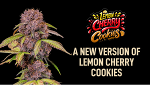 New Version of Lemon Cherry Cookies Auto