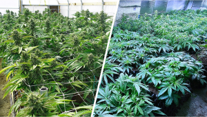 Cannabis micro grow guide