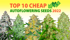 Top 10 Cheap Autoflowering Seeds 2022
