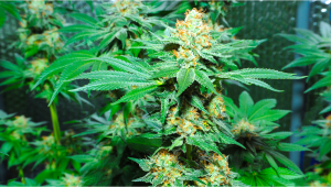 Gua semana a semana de la variedad de cannabis Amnesia Haze Auto