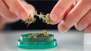 15 Best Weed Grinders to Buy in 2022