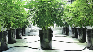 8 Fehler, die du beim Anbau von Cannabis in einer Hydrokultur vermeiden solltest