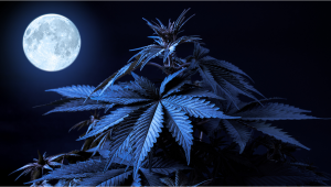 Calendario lunar - Cannabis y la luna