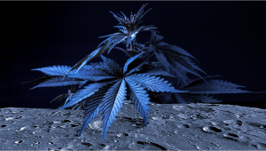 A Cannabis CEO Envisions a Lab on the Moon