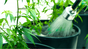 Comment faire pour bien rincer vos plantes de cannabis autofloraison