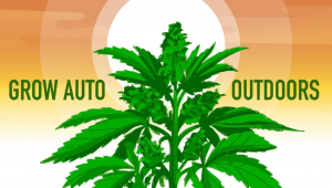Comment cultiver le cannabis autofloraison en extérieur 