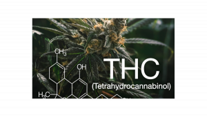 Jak Zwiększyć THC W Swoich Roślinach Konopi?