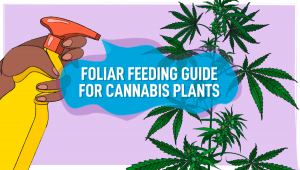 Foliar Feeding Guide for Cannabis Plants