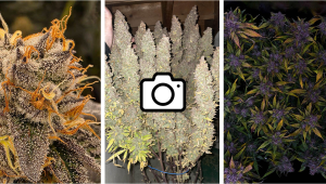 Zwycięzcy Lutowego Konkursu Fotograficznego na Discordzie