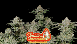 Wedding Cheesecake FF Cannabis Strain Week-by-Week Guide