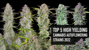 High yield autoflower cannabis seeds
