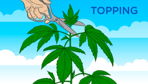 Can I Use Topping On Autoflowering Cannabis Plants?