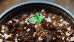 7 Common Mistakes of New Growers and How to Avoid Them