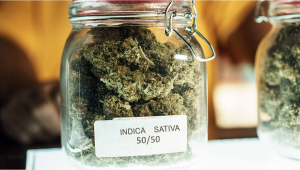 The Sativa/Indica Classification Has No Meaning, a Study Claims