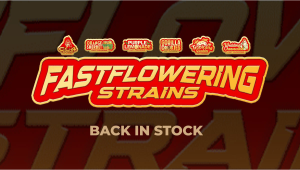 Fastflowering linija je spet na zalogi