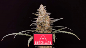 Critical Auto Cannabis Strain Week-by-Week Guide