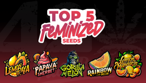 Top 5 Feminized Seeds