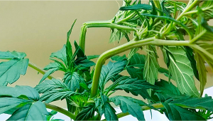 Vorteile von Super Cropping bei Autoflowering Cannabis