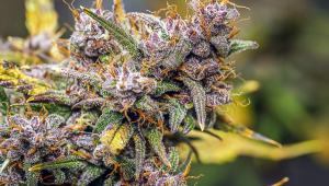 Wie entsteht BudFule beim CannabisAnbau