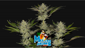 Semillas Mexican Airlines Auto de Fast Buds - GB The Green Brand