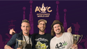 Apricot Auto and Papaya Cookies Auto: Our New World Champions