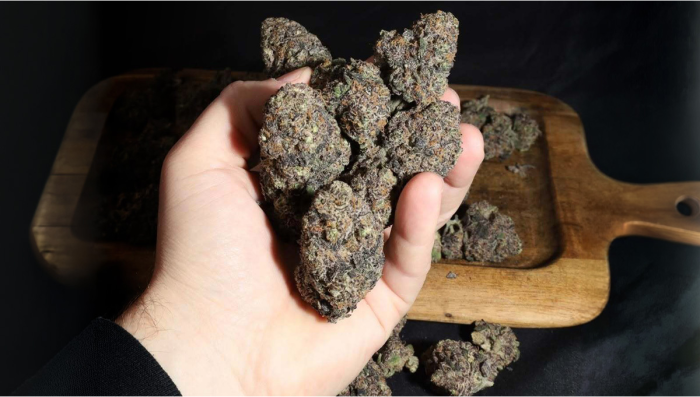 Papayton A Masterpiece of Power Terpenes and Precision