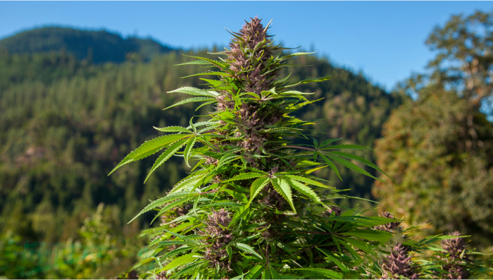 Cultivo de Cannabis ao Ar Livre: Cultivo de Guerrilha