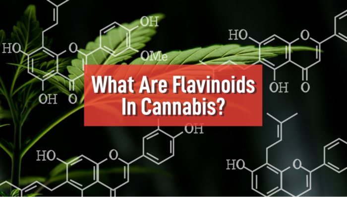 What Are Flavonoids In Cannabis? | Fast Buds