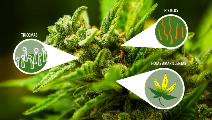 Cuándo es el mejor momento para cosechar el cannabis autofloreciente? -  Semillas de marihuana Autoflorecientes Fast Buds