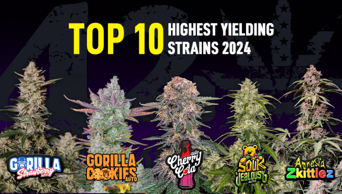 Топ-10 самых урожайных автоцветов