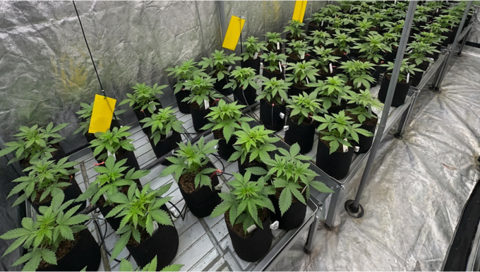 Our Flavorful Lemon Cherry Cookies