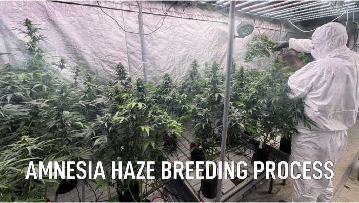 Breeding work on Amnesia Haze Auto continues