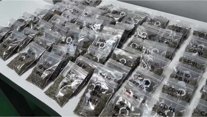 A Fresh Harvest From Strawberry Banana Auto